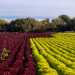 che costeggia un coloratissimo tappeto verde e rosso di insalata lollo